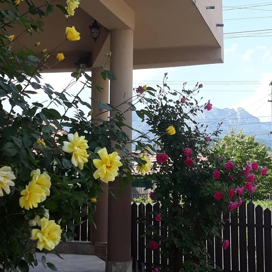 فندق Casa Delia Călimăneşti المظهر الخارجي الصورة